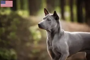 Read more about the article Thai Ridgeback opdrættere og hvalpe i USA