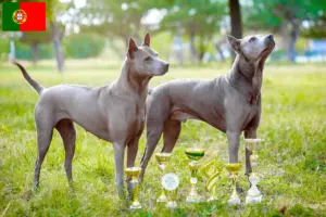 Read more about the article Thai Ridgeback opdrættere og hvalpe i Portugal