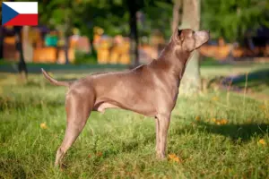 Read more about the article Thai Ridgeback opdrættere og hvalpe i Tjekkiet