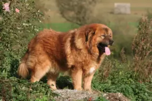 Read more about the article Tibetansk hundeopdrætter og hvalpe i Hovedstaden