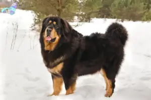 Read more about the article Tibetansk hundeopdrætter og hvalpe i Nordjylland