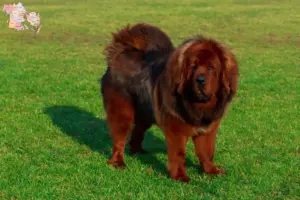 Read more about the article Tibetandog opdrætter og hvalpe i Syddanmark