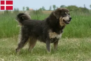 Read more about the article Tibetansk hundeopdrætter og hvalpe i Danmark