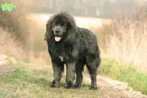 Read more about the article Tibetansk hundeopdrætter og hvalpe i Midtjylland