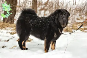 Read more about the article Tibetansk hundeopdrætter og hvalpe på Sjælland