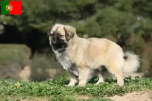 Read more about the article Tibetansk Spaniel opdrættere og hvalpe i Portugal