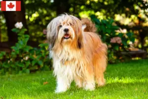 Read more about the article Tibetansk terrier opdrættere og hvalpe i Canada