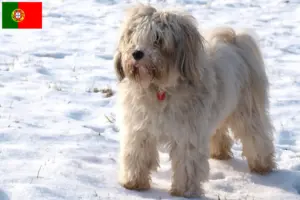 Read more about the article Tibetansk terrier opdrættere og hvalpe i Portugal