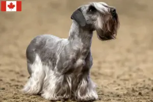 Read more about the article Tjekkisk terrier opdrætter og hvalpe i Canada