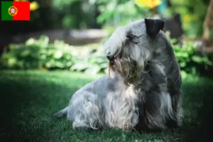Read more about the article Tjekkisk terrier opdrætter og hvalpe i Portugal