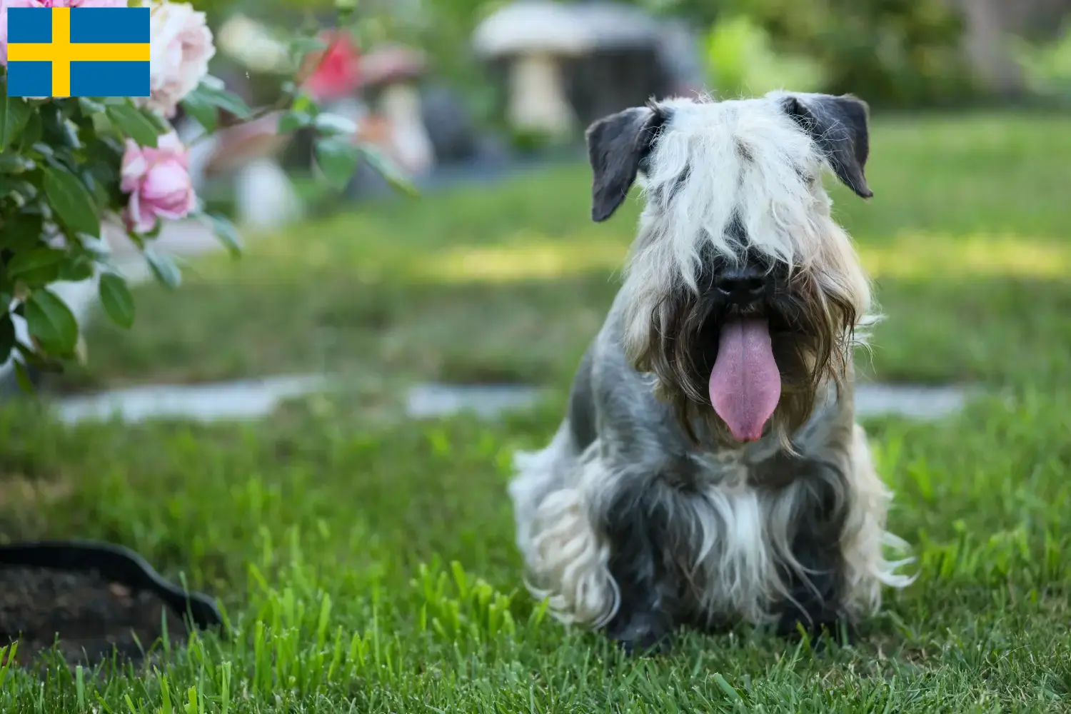 Tjekkisk terrier hvalpe og opdrættere Sverige Find opdrættere af tjekkisk terrier i Sverige her.