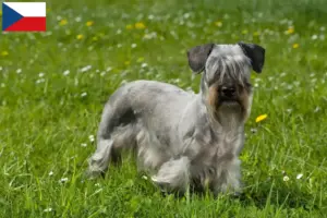 Read more about the article Tjekkisk terrier opdrætter og hvalpe i Tjekkiet