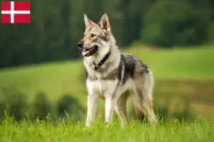 Read more about the article Tjekkoslovakisk ulvehundeopdrætter og hvalpe i Danmark