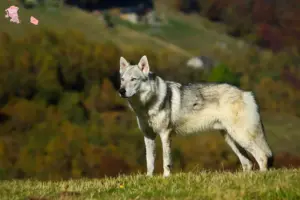 Read more about the article Tjekkoslovakisk ulvehundeopdrætter og hvalpe i Hovedstaden