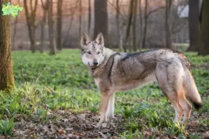 Read more about the article Tjekkoslovakisk ulvehundeopdrætter og hvalpe i Midtjylland