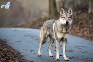 Read more about the article Tjekkoslovakisk ulvehundeopdrætter og hvalpe i Nordjylland
