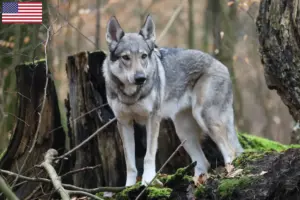 Read more about the article Tjekkoslovakisk ulvehundeopdrætter og hvalpe i USA