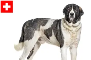 Read more about the article Transmontano hyrdehundeopdrætter og hvalpe i Schweiz