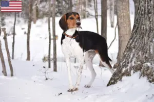Read more about the article Treeing Walker Coonhound opdrættere og hvalpe i USA