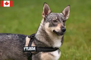 Read more about the article Västgötaspets opdrættere og hvalpe i Canada