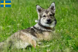 Read more about the article Västgötaspets opdrættere og hvalpe i Sverige