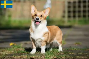 Read more about the article Welsh Corgi-opdrættere og hvalpe i Sverige