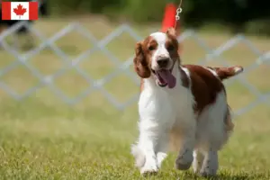 Read more about the article Welsh Springer Spaniel opdrættere og hvalpe i Canada
