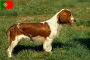 Read more about the article Welsh Springer Spaniel opdrættere og hvalpe i Portugal