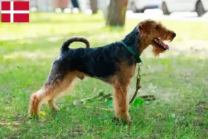 Read more about the article Welsh terrier opdrættere og hvalpe i Danmark