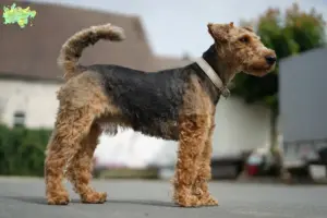Read more about the article Welsh Terrier opdrættere og hvalpe i Midtjylland