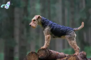 Read more about the article Welsh Terrier opdrættere og hvalpe i Nordjylland
