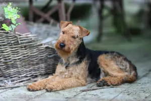 Read more about the article Welsh Terrier opdrættere og hvalpe på Sjælland