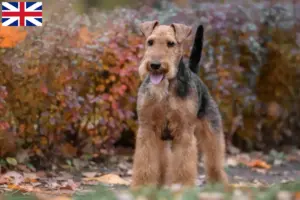 Read more about the article Welsh terrier opdrættere og hvalpe i Storbritannien