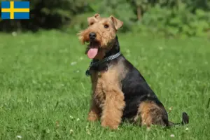 Read more about the article Welsh terrier opdrættere og hvalpe i Sverige