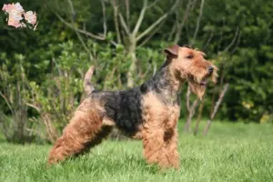 Read more about the article Welsh Terrier opdrættere og hvalpe i Syddanmark