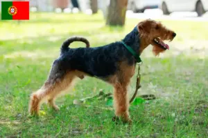 Read more about the article Welsh terrier opdrættere og hvalpe i Portugal