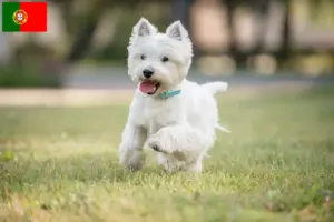 Read more about the article Westie-opdrættere og hvalpe i Portugal