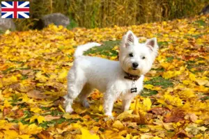 Read more about the article Westie-opdrættere og hvalpe i Storbritannien