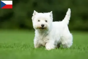 Read more about the article Westie-opdrættere og hvalpe i Tjekkiet