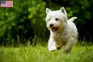 Read more about the article Westie-opdrættere og hvalpe i USA