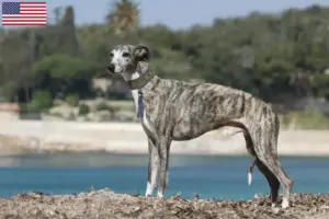 Read more about the article Whippet-opdrættere og hvalpe i USA