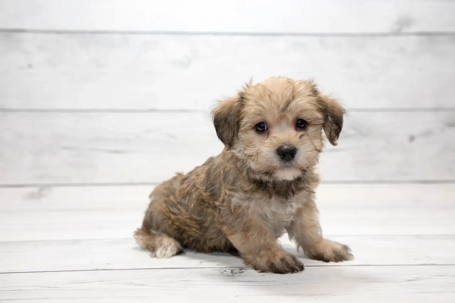 At købe en yorkipoo-hvalp betyder at tage ansvar! Køb Yorkipoo-hvalpe.