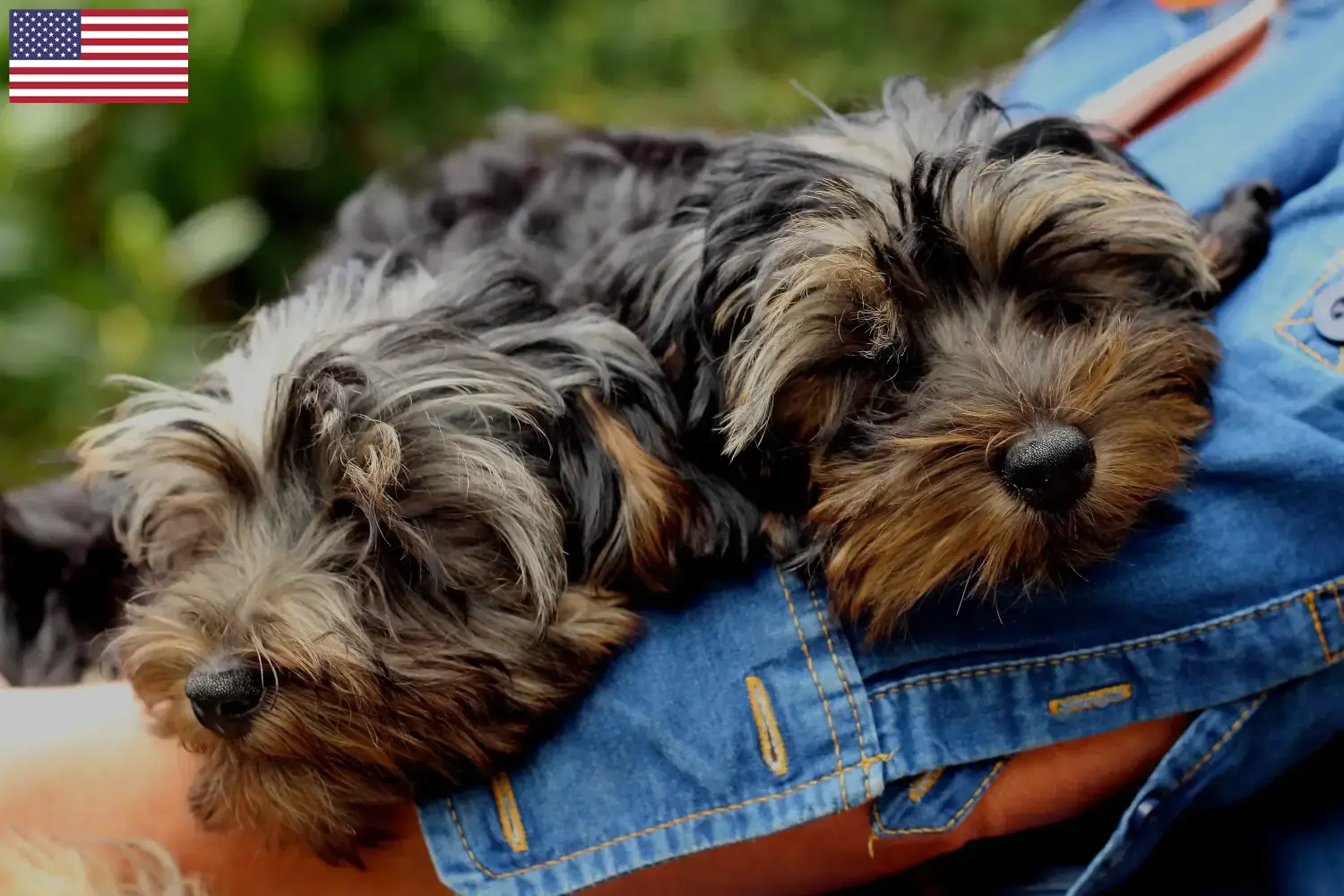 Read more about the article Yorkipoo-opdrættere og hvalpe i USA