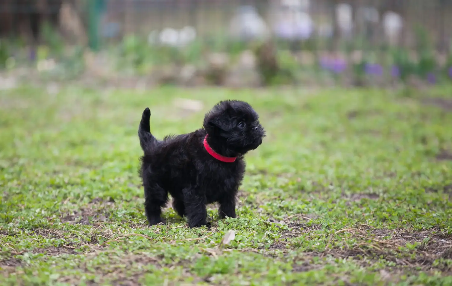 At købe en Affenpinscher-hvalp betyder at tage ansvar! Køb Affenpinscher-hvalpe.