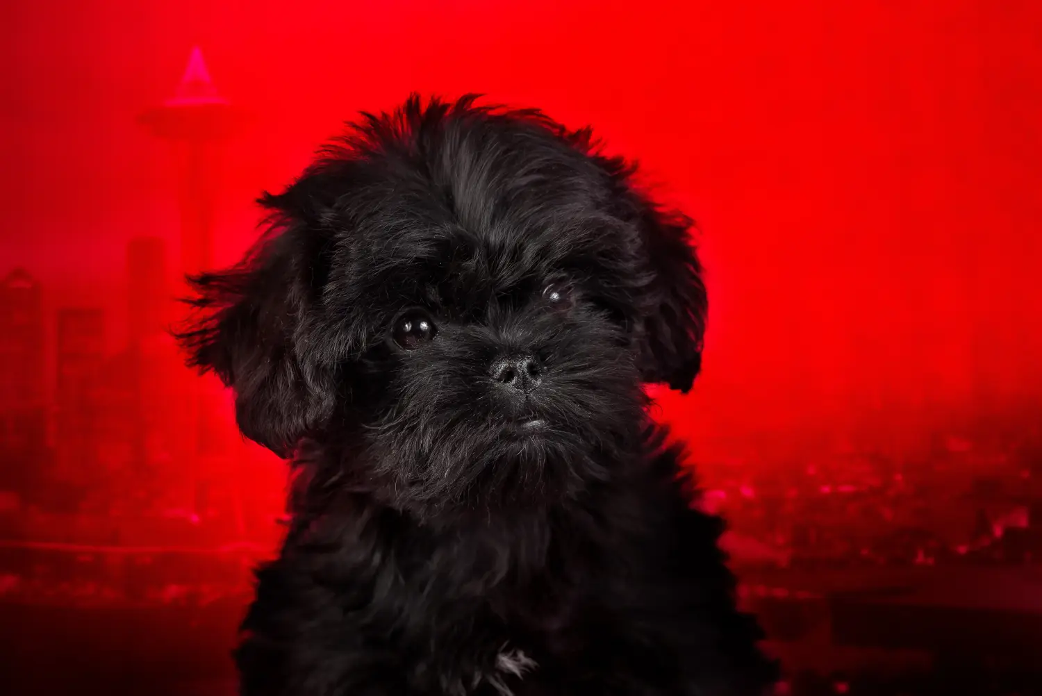 At købe en Affenpinscher-hvalp betyder at tage ansvar! Køb Affenpinscher-hvalpe.