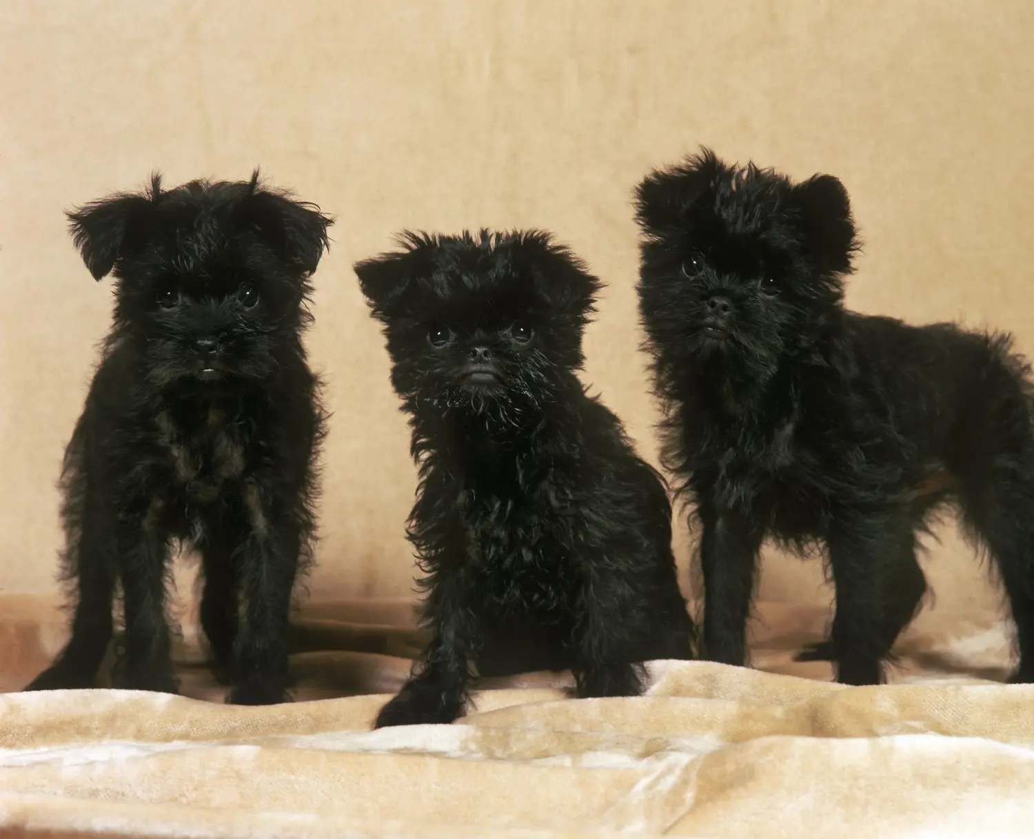 At købe en Affenpinscher-hvalp betyder at tage ansvar! Køb Affenpinscher-hvalpe.