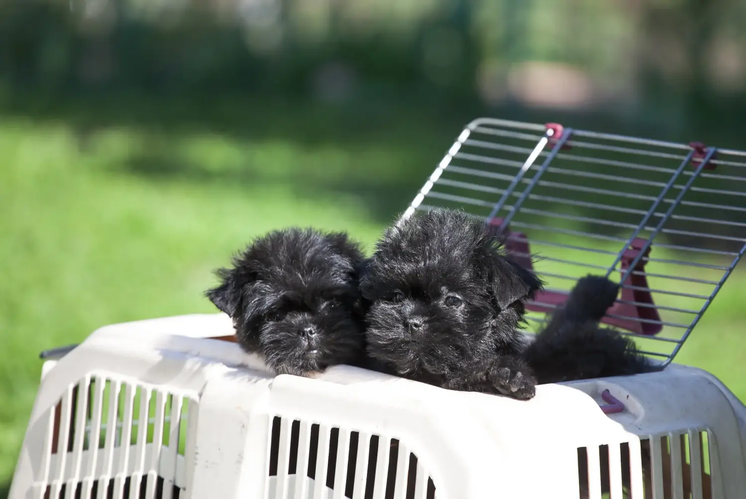 At købe en Affenpinscher-hvalp betyder at tage ansvar! Køb Affenpinscher-hvalpe.