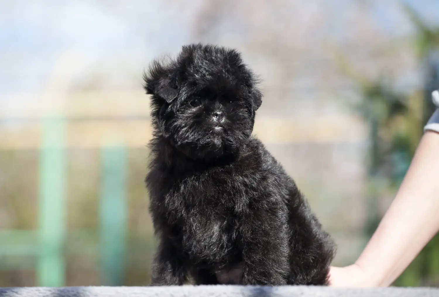 At købe en Affenpinscher-hvalp betyder at tage ansvar! Køb Affenpinscher-hvalpe.