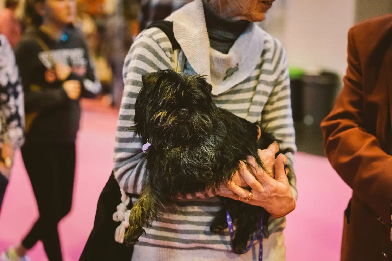 Affenpinscher - Min kærlighed til denne hunderace. Hvorfor jeg elsker Affenpinscher