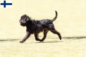 Read more about the article Affenpinscher-opdrættere og hvalpe i Finland